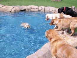 dog boarding in pigeon forge, dog friendly pet care and kennels gatlinburg, dog boarding and grooming pigeon forge
