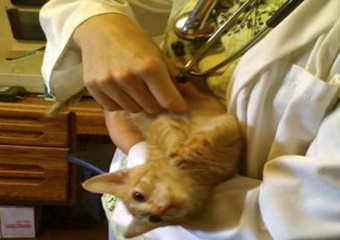 vets in Pigeon Forge veterinarians