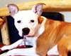 Barks and Recreation, dog boarding in pigeon forge, dog friendly pet care and kennels gatlinburg, dog boarding and grooming pigeon forge