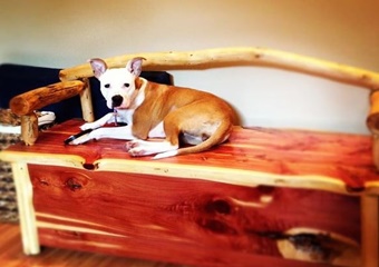 Barks and Recreation, dog boarding in pigeon forge, dog friendly pet care and kennels gatlinburg, dog boarding and grooming pigeon forge