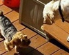 Barks and Recreation, dog boarding in pigeon forge, dog friendly pet care and kennels gatlinburg, dog boarding and grooming pigeon forge