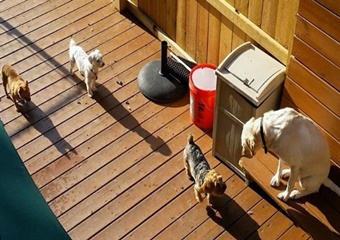 Barks and Recreation, dog boarding in pigeon forge, dog friendly pet care and kennels gatlinburg, dog boarding and grooming pigeon forge