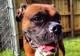 Barks and Recreation, dog boarding in pigeon forge, dog friendly pet care and kennels gatlinburg, dog boarding and grooming pigeon forge