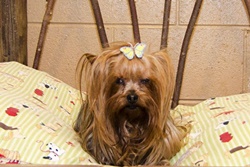 Doggywood at Dollywood, dog boarding in pigeon forge, dog friendly pet care and kennels gatlinburg, dog boarding and grooming pigeon forge