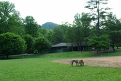 Mynatt Park, Pigeon Forge dog parks, walk with your dog in Pigeon Forge, TN